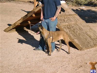 Belgian Malinois Puppies for Sale